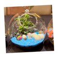 Terrarium Making